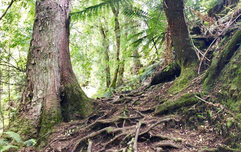 Lemonthyme Wilderness Retreat - Hervey Bay Accommodation 23