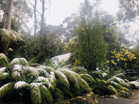 Lemonthyme Wilderness Retreat - Hervey Bay Accommodation 16