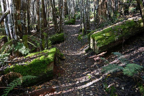 Lemonthyme Wilderness Retreat - Hervey Bay Accommodation 22