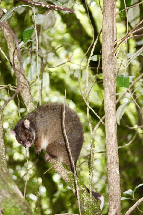 Lemonthyme Wilderness Retreat - Hervey Bay Accommodation 26