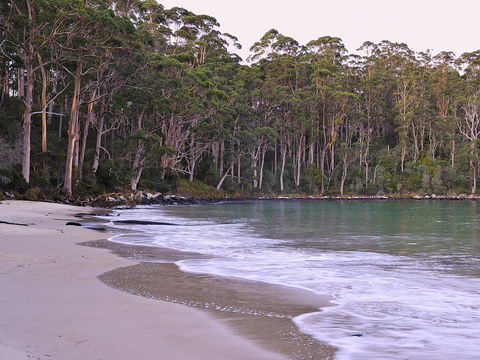 NRMA Port Arthur Holiday Park - Hervey Bay Accommodation 41
