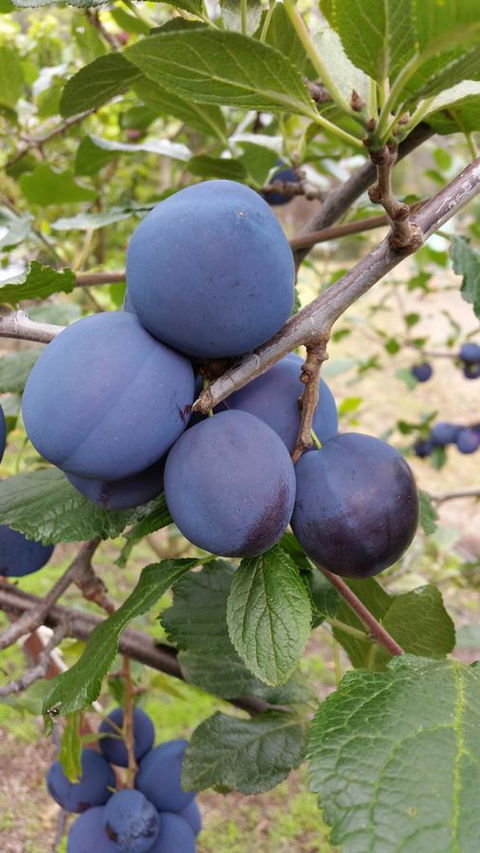 Beezneez B&B - Hervey Bay Accommodation 16