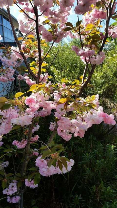 Beezneez B&B - Hervey Bay Accommodation 14