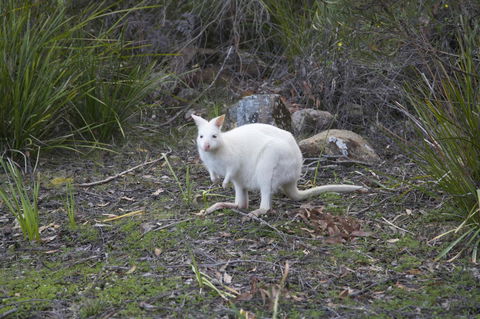 Cloudy Bay Lagoon Estate - Hervey Bay Accommodation 17
