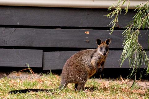 BIG4 Ingenia Holidays Phillip Island - Tourism Hervey Bay 13
