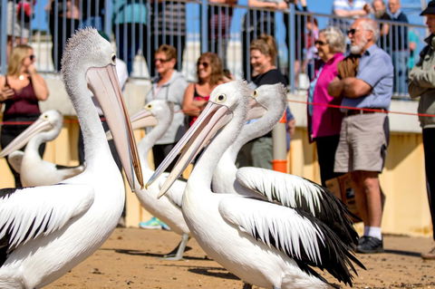 BIG4 Ingenia Holidays Phillip Island - Tourism Hervey Bay 17