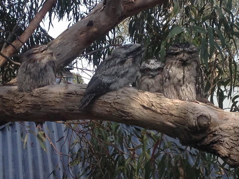 Kookas Retreat - Hervey Bay Accommodation 15