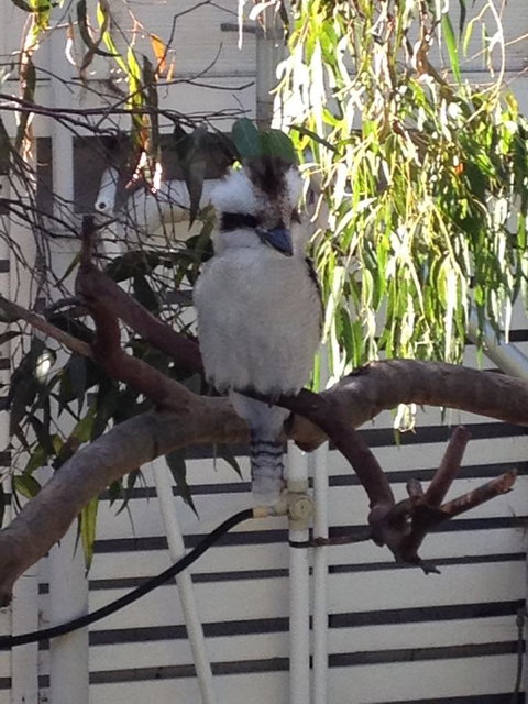 Kookas Retreat - Hervey Bay Accommodation 16