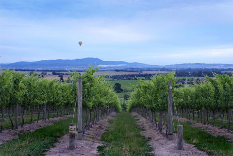 Balgownie Estate Yarra Valley - Hervey Bay Accommodation 37