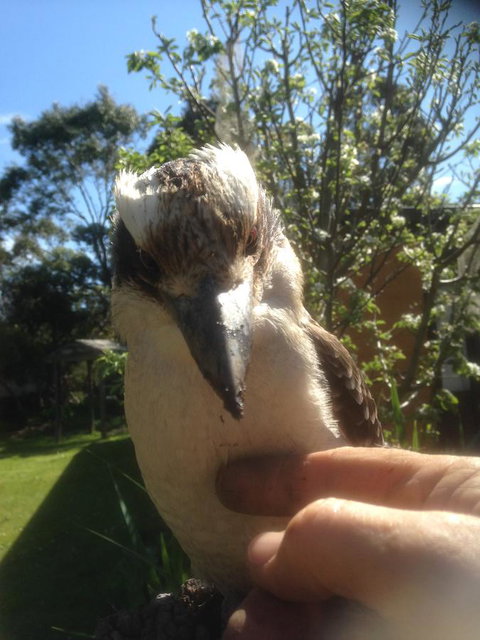 Mud Hollow Barn - Tourism Hervey Bay 8