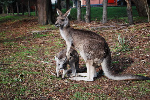 Gariwerd Motel - Hervey Bay Accommodation 16