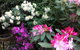 Shady Brook Cottages - thumb 10