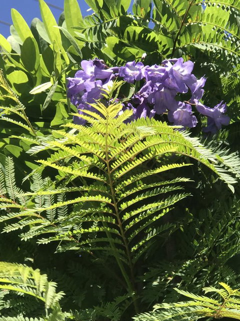 CROWN CENTRAL BUSINESS DISTRICT MOTEL - NO UNDER 18s - Hervey Bay Accommodation 10