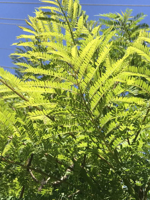 CROWN CENTRAL BUSINESS DISTRICT MOTEL - NO UNDER 18s - Hervey Bay Accommodation 9