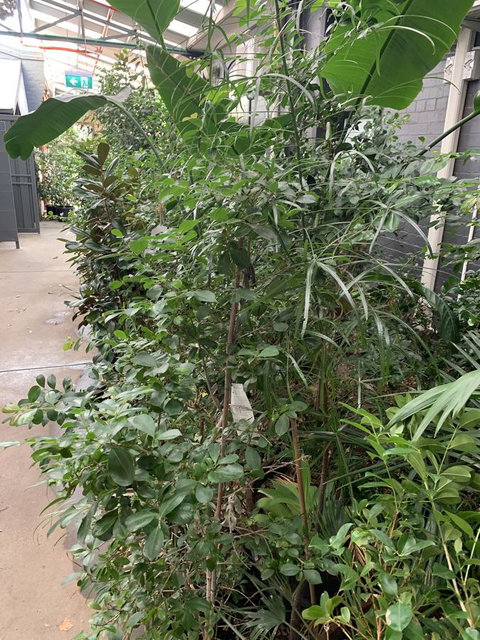 CROWN CENTRAL BUSINESS DISTRICT MOTEL - NO UNDER 18s - Hervey Bay Accommodation 5