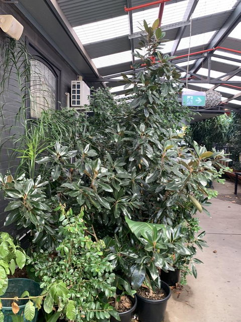 CROWN CENTRAL BUSINESS DISTRICT MOTEL - NO UNDER 18s - Hervey Bay Accommodation 8