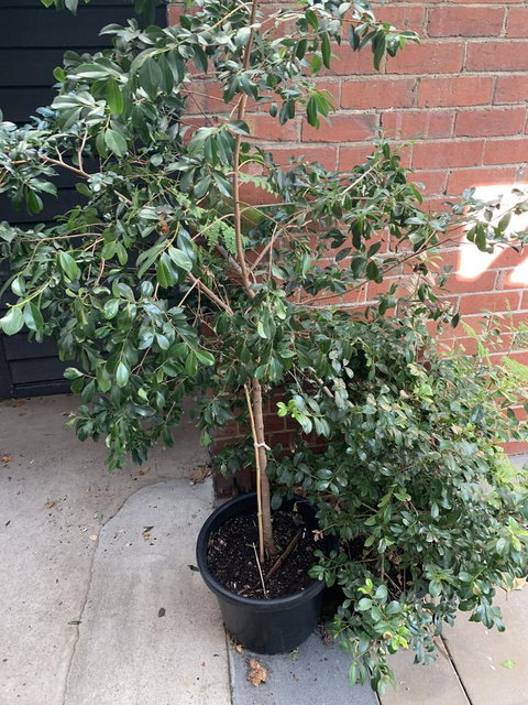 CROWN CENTRAL BUSINESS DISTRICT MOTEL - NO UNDER 18s - Hervey Bay Accommodation 7