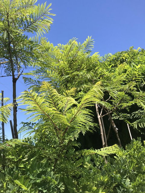 CROWN CENTRAL BUSINESS DISTRICT MOTEL - NO UNDER 18s - Hervey Bay Accommodation 11