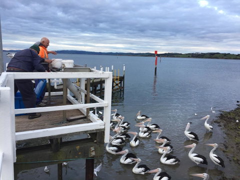 Pelicans Motel San Remo - Hervey Bay Accommodation 18