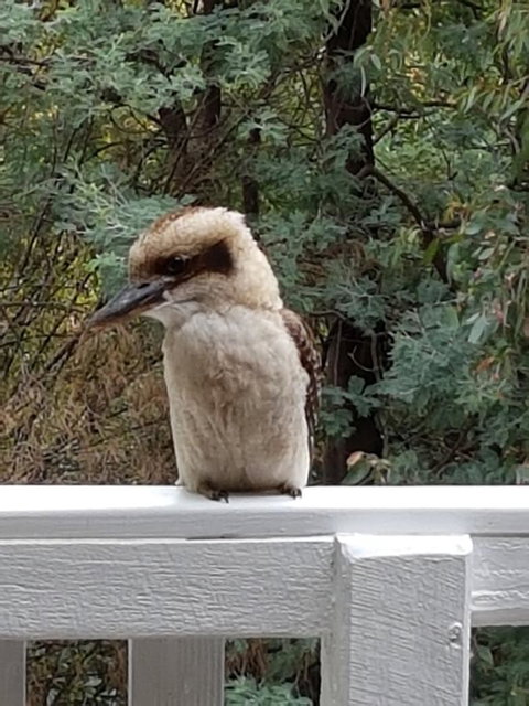 Tangenong Cottages - Hervey Bay Accommodation 10