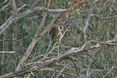 Tangenong Cottages - Hervey Bay Accommodation 8