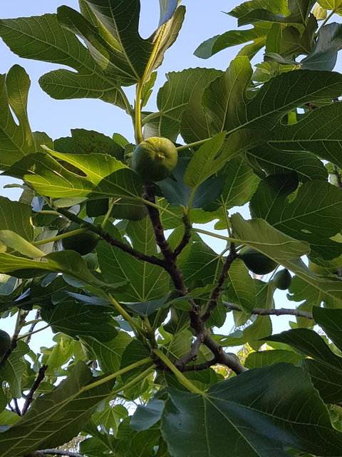 Healesville House - Fig Tree House - Hervey Bay Accommodation 19