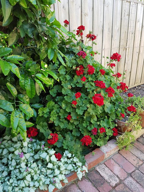 Healesville House - Fig Tree House - Hervey Bay Accommodation 18