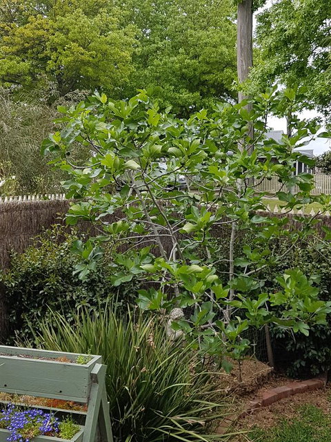 Healesville House - Fig Tree House - Hervey Bay Accommodation 20