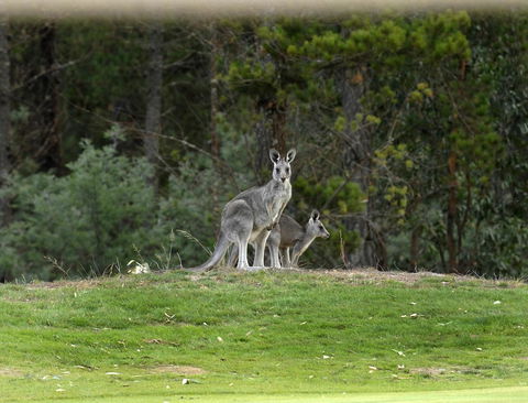 RACV Goldfields Resort - Hervey Bay Accommodation 20