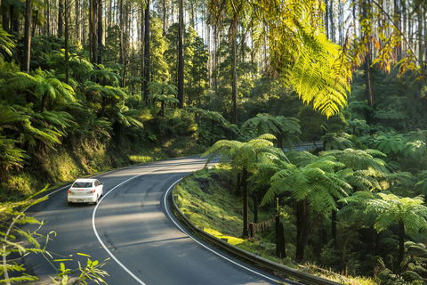 Lithgow Falls Marysville - Tourism Hervey Bay 15