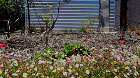 The Olive Tree Motel - Hervey Bay Accommodation 16