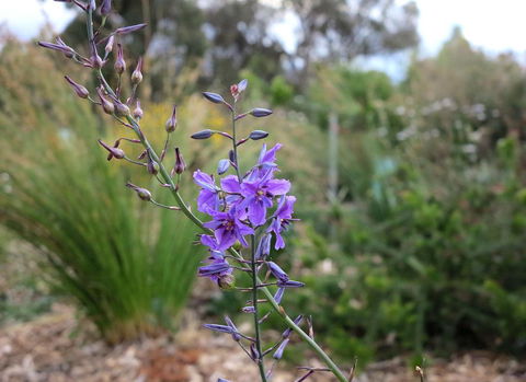 The Chocolate Lily Bed & Breakfast - Hervey Bay Accommodation 3