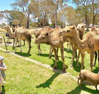 The Funny Farm - Animals / Churchhouse / Amazing Experience - Tourism Hervey Bay