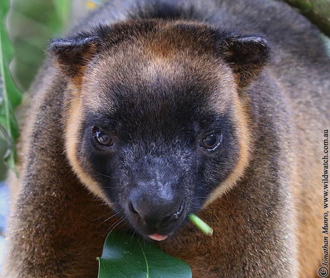 The Pond Cottage - Hervey Bay Accommodation 0