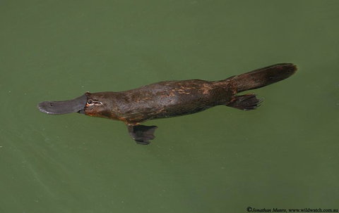 The Pond Cottage - Hervey Bay Accommodation 1