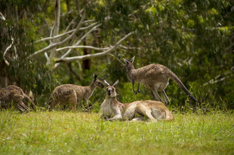 The Stirling Golf Club - Hervey Bay Accommodation 1