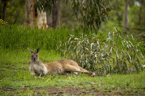 The Stirling Golf Club - Hervey Bay Accommodation 0
