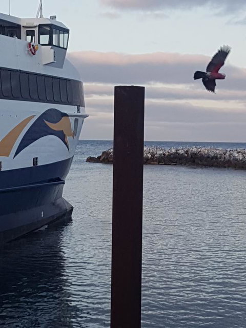 Trading Places Kangaroo Island - Hervey Bay Accommodation 2