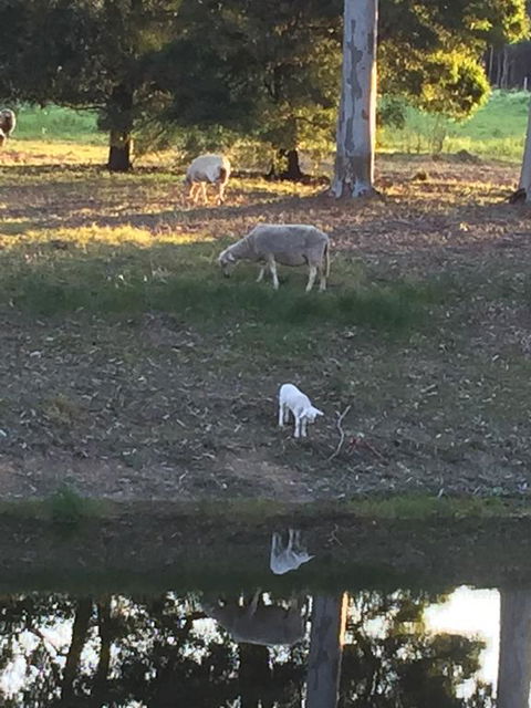 Tree Of Love Farm Stay - Hervey Bay Accommodation 2