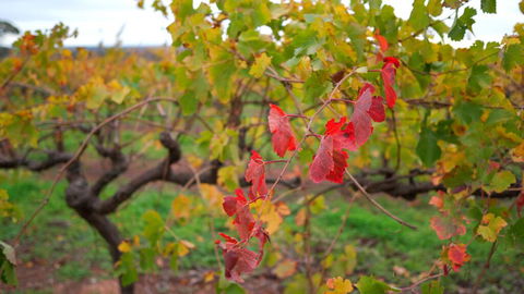Triple Creek Guest House - Barossa Region - Tourism Hervey Bay 3