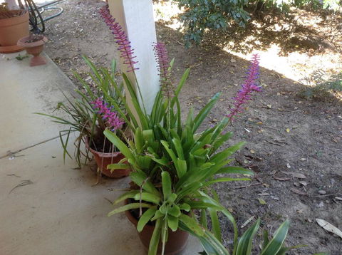 Twilight Grove Farm - Hervey Bay Accommodation 2