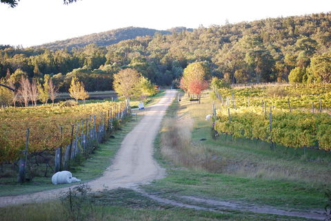 Twisted Gum Vineyard Cottage - Hervey Bay Accommodation 1