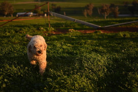 Wantana Cottage Farmstay - Hervey Bay Accommodation 1