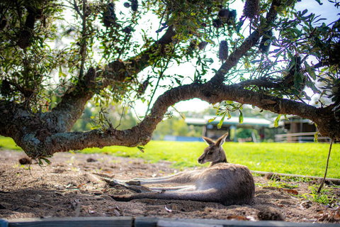 Waterfall Springs Retreat - Hervey Bay Accommodation 1