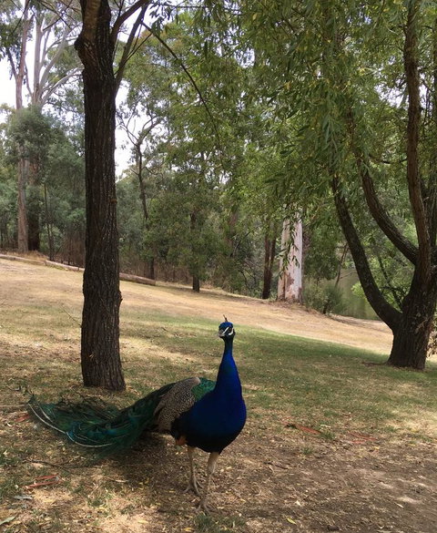 Daydream Cottage - Tourism Hervey Bay 23