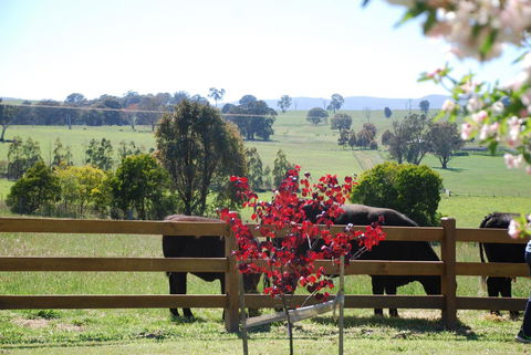 Bluegum Ridge Cottages - Tourism Hervey Bay 33