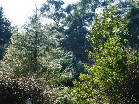 Alpine Aspects - Hervey Bay Accommodation 8