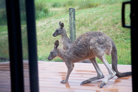 Gumnut Villa - Hervey Bay Accommodation 10