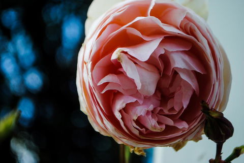 Bed Of Roses - Tourism Hervey Bay 36