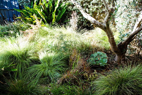 Bed Of Roses - Tourism Hervey Bay 21